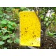 10 pièges Jaunes engluées anti-insectes pour plantes 25x15cm