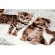 Destock 2.1m tissu viscose rayonne soyeux chatons fond écru largeur 140cm