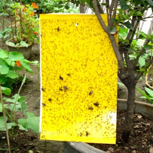 https://aliceboulay.com/13578-35804-thickbox/10-pieges-jaunes-engluees-anti-insectes-pour-plantes-25x15cm.jpg